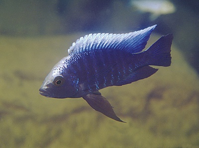 Copadichromis parvus 'Metangula'